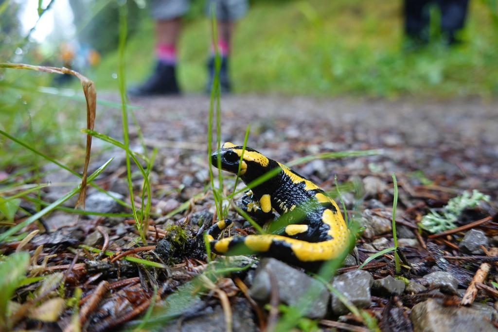Salamander
